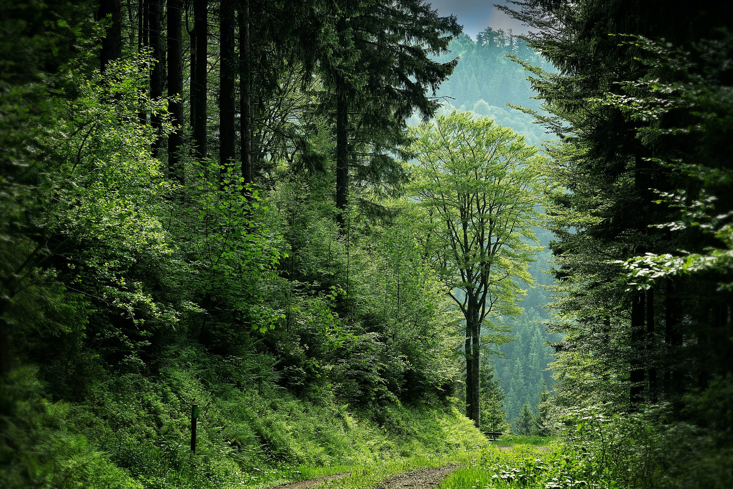 countryside-daylight-environment-fog-109391