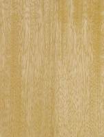Limba